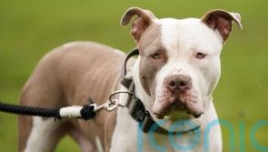 DEADLINE: XL Bully owners must get certificate to avoid imprisonment or €2,500 fine