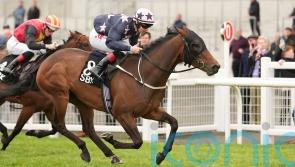 My Mate Alfie too good for Renaissance rivals