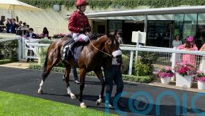 Murphy has high hopes for Breeders’ Cup duo