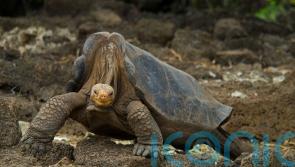 Online world mourns species extinction, but only for short time – research