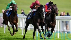 Epsom debutant Jackknife looks smart prospect in the making