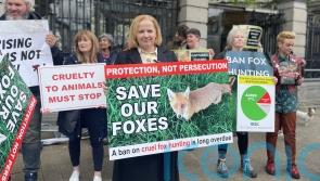 Bill banning &lsquo;cruel&rsquo; fox hunting in Ireland introduced to Dail