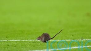 5 strange stoppages in football games after rat halts Wales’ World Cup qualifier
