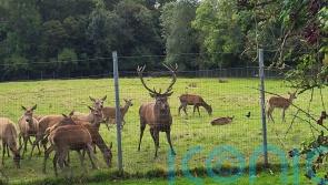 Anger over ‘callous killing’ of stag which was found beheaded