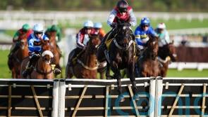 Minella Study remains unbeaten in Cheltenham romp