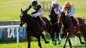 Starford shines to take Alleged Stakes