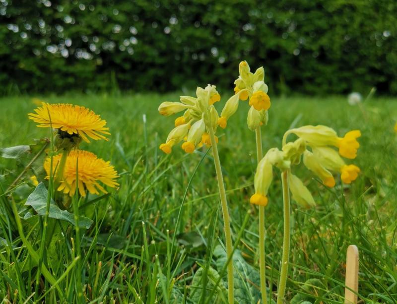 Make a switch in Laois for nature this National Biodiversity Week with ten ideas 