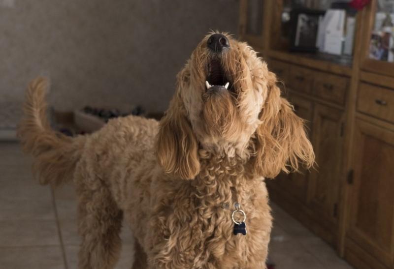 WATCH: Animal charity urges people to stop 'heartbreaking' practice of abandoning old pets