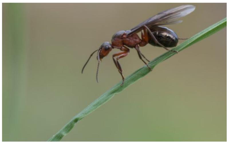 WARNING:  flying ants are on their way - expert advice on how to deal with them