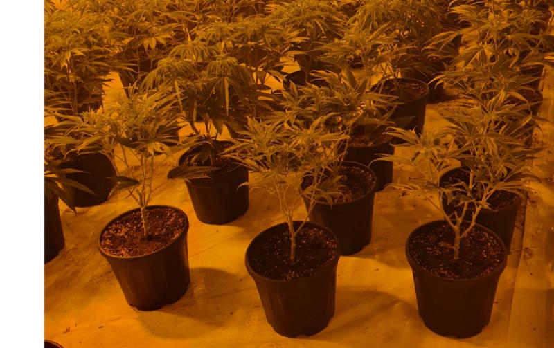 Gardai seize drugs valued at almost €500,000 following search