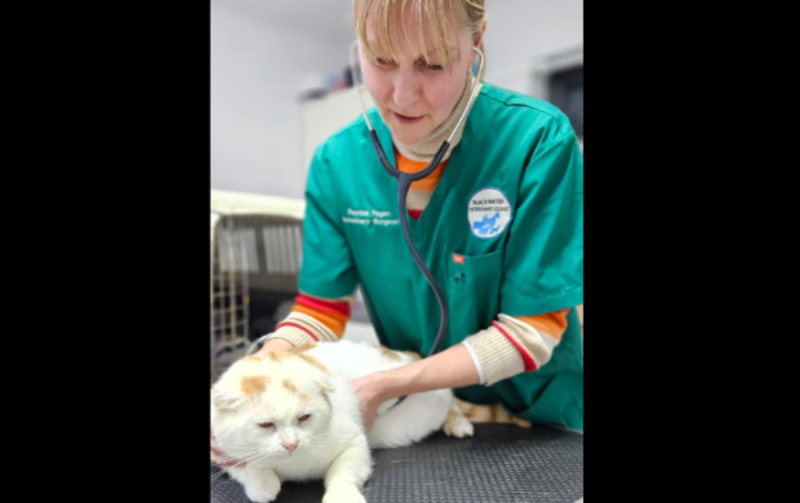 Angry pet lovers suggest cat dumped in tied coal bag was stolen by 'malicious neighbour'