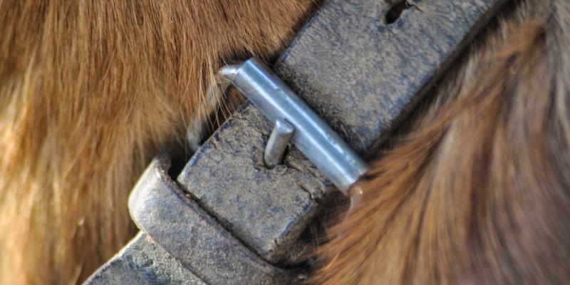 Young boy awarded €20,000 after vicious dog attack 