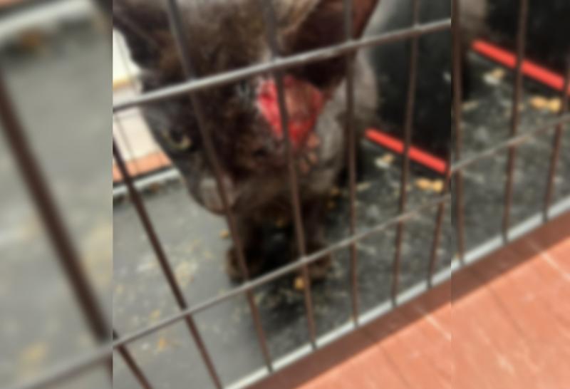 Shock as cat is set on fire 'by group of young people' before being rescued 