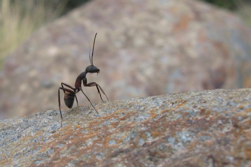 ALERT: People warned over flying ants phenomenon to hit Ireland in weeks