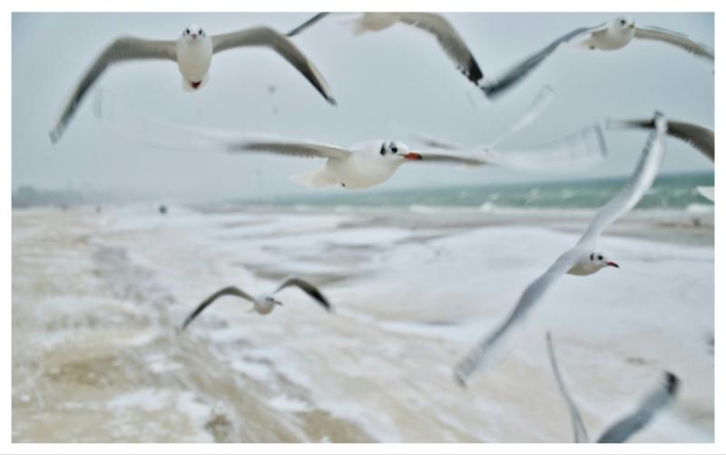  Public warned of 'aggressive behaviour and infection' from certain birds this Autumn 