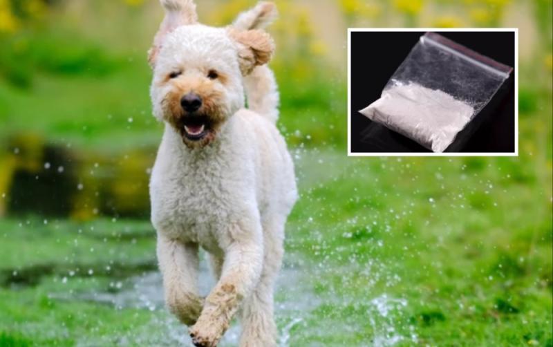 ALERT: Dog owners warned as beloved labradoodle ingests cocaine at popular walking spot