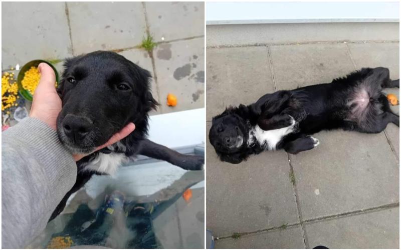 'Not one offer of help' for adorable dog as rescue centre issues sad appeal