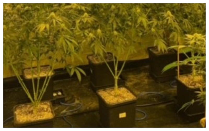 Almost €220k seized as gardaí uncover 'sophisticated cannabis cultivation operation' 