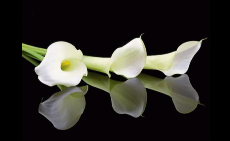 RIP: 'Hugely respected man'- Tributes paid to man in 60s killed in shuttle bus tragedy 