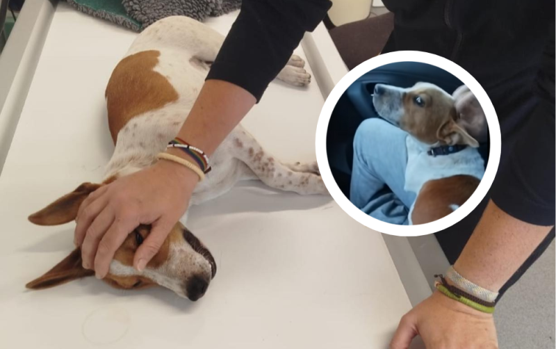 'His owner didn't care' - Anger as dog given away in pub dies after poisoning