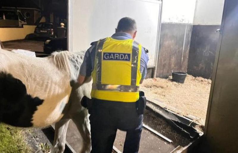 'Disorientated' horse gets rescued by gardaí