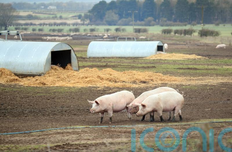 Antibiotic-resistant MRSA found in European pigs can jump to humans, new study suggests