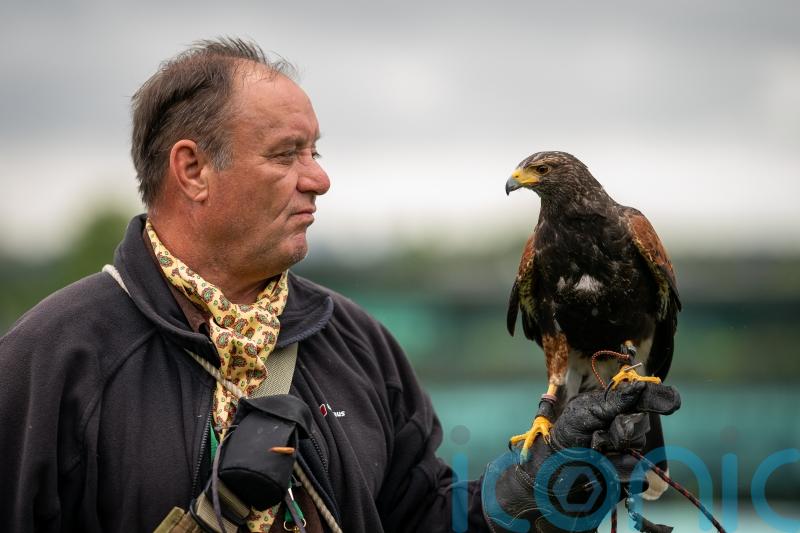 Wimbledon hawk trainer was told to ‘get a proper job’ in early days