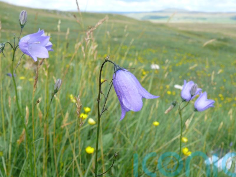 More than half of Britain and Ireland’s native plants in decline – report