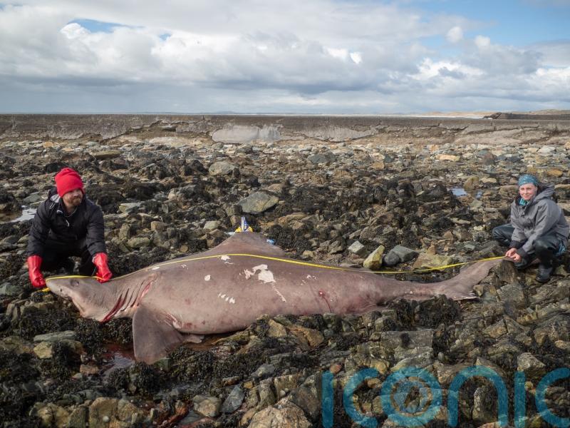 Scientist ‘couldn’t believe’ discovery of rare shark on Irish shore