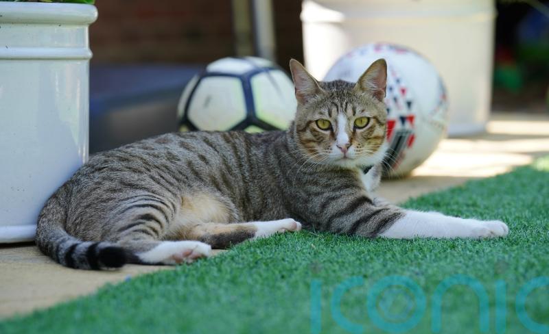 England mascot Dave the cat supporting Lionesses from his new home