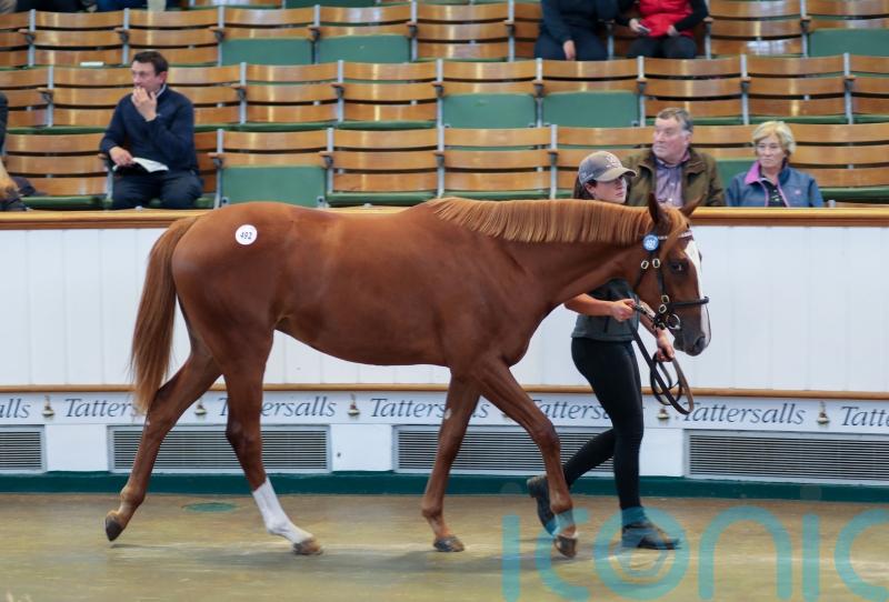 Frankel filly latest part of ‘long-term project’ for Shadwell