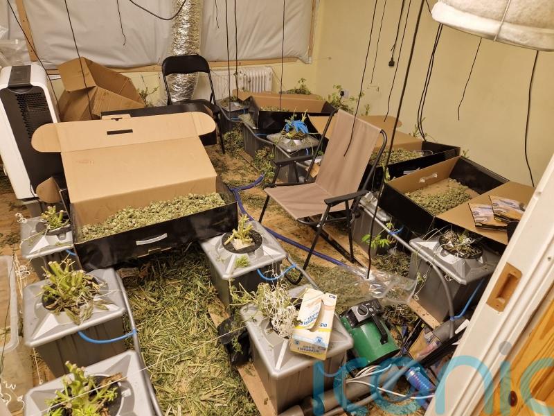 Cannabis worth 700,000 euro seized in Roscommon