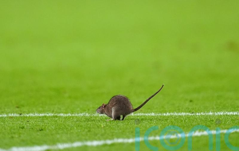 5 strange stoppages in football games after rat halts Wales’ World Cup qualifier