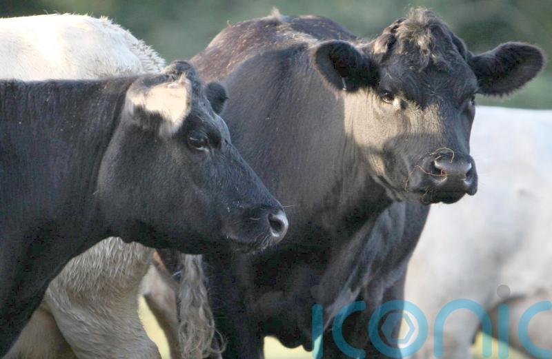 Suspected bluetongue case &lsquo;could have serious consequences&rsquo; for agrifood sector