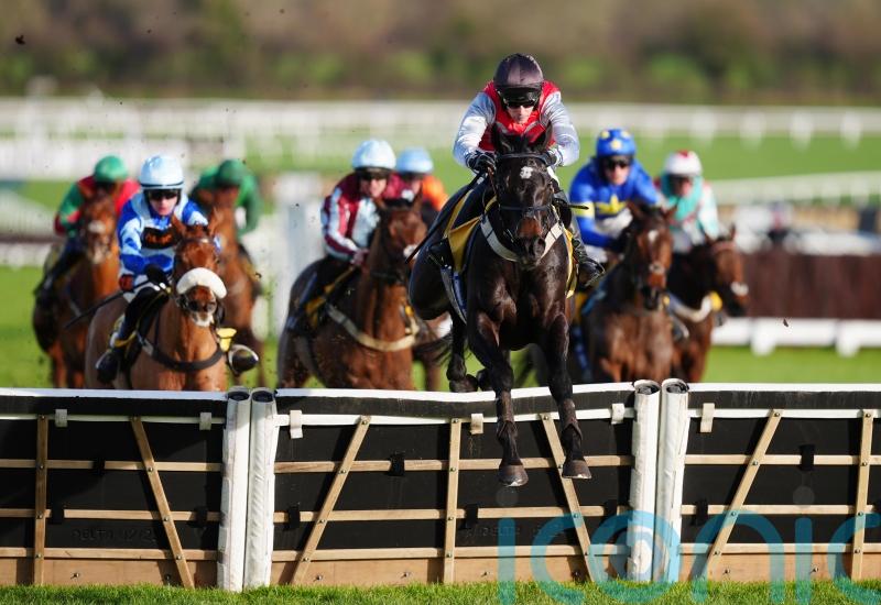 Minella Study remains unbeaten in Cheltenham romp